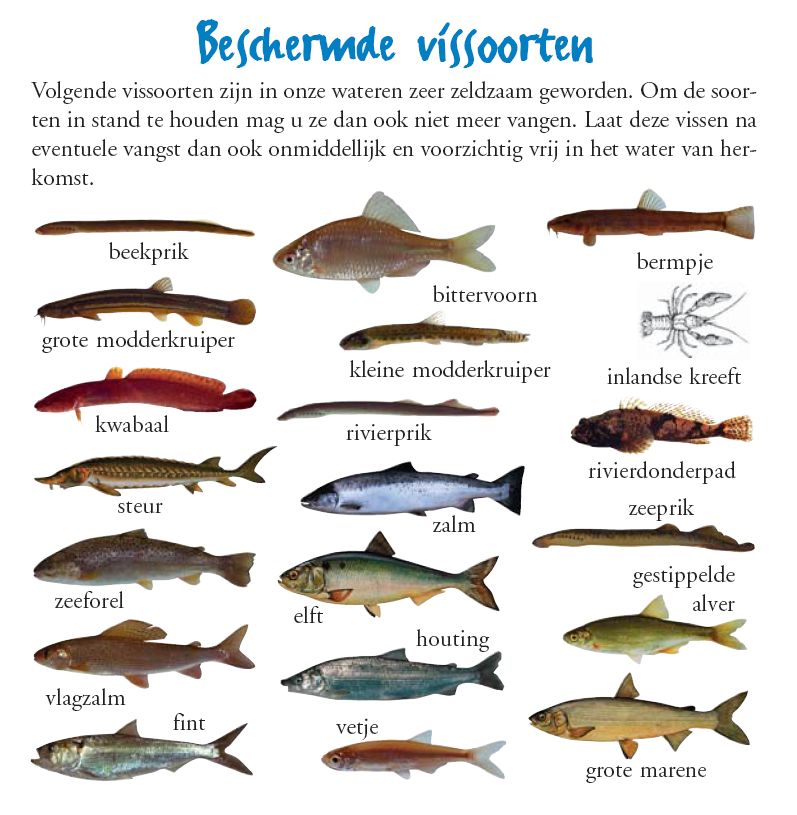 grote vissoorten grote vissoorten